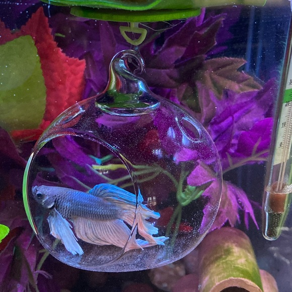 🔥Betta fish feeding house. No more messy tanks. - Picture 8 of 17